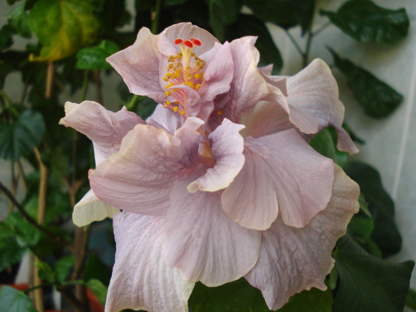  - Hibiscus Key West Thunderhead