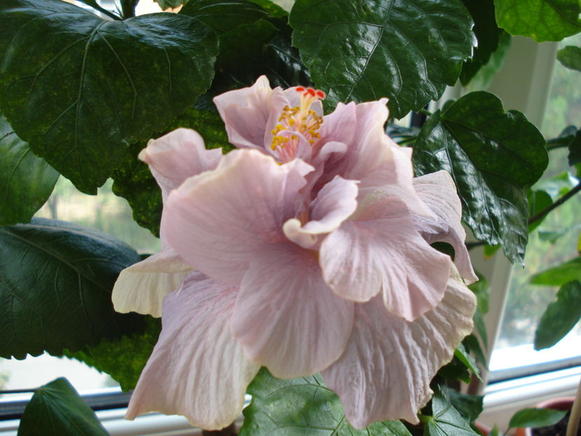  - Hibiscus Key West Thunderhead