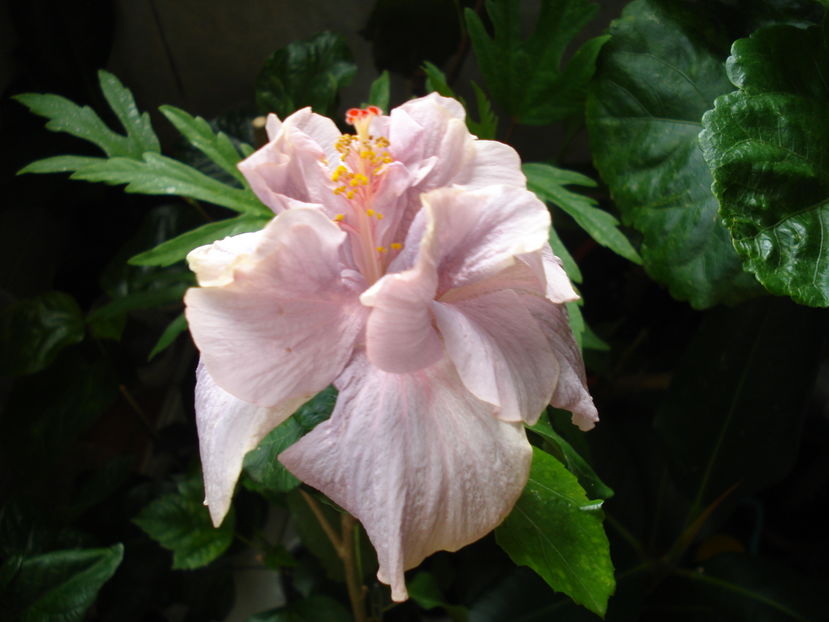  - Hibiscus Key West Thunderhead