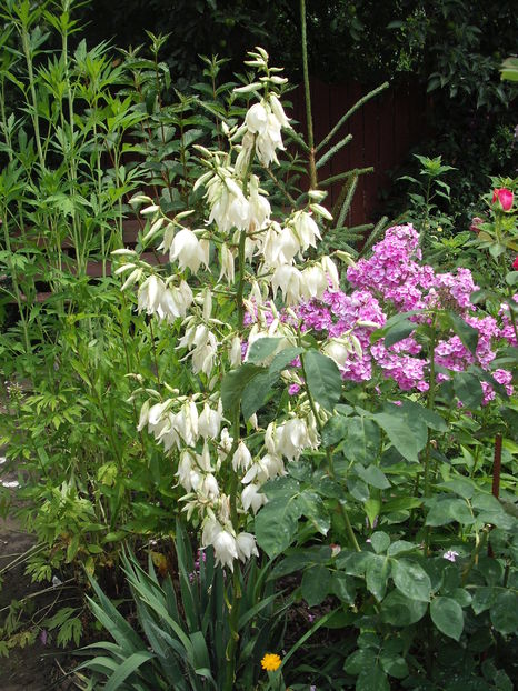 Yucca Filamentosa - Plante de gradina