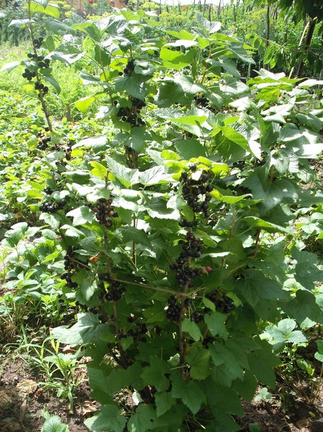 Coacaz negru - Arbusti fructiferi