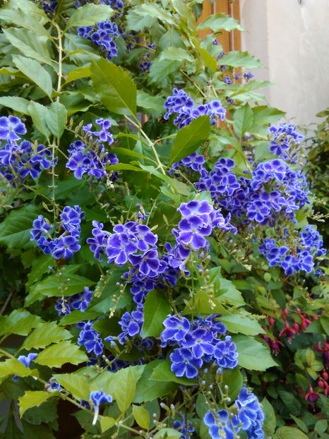 duranta repens...perdea de flori...