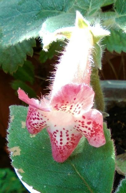 kohleria lima - Flori 2016