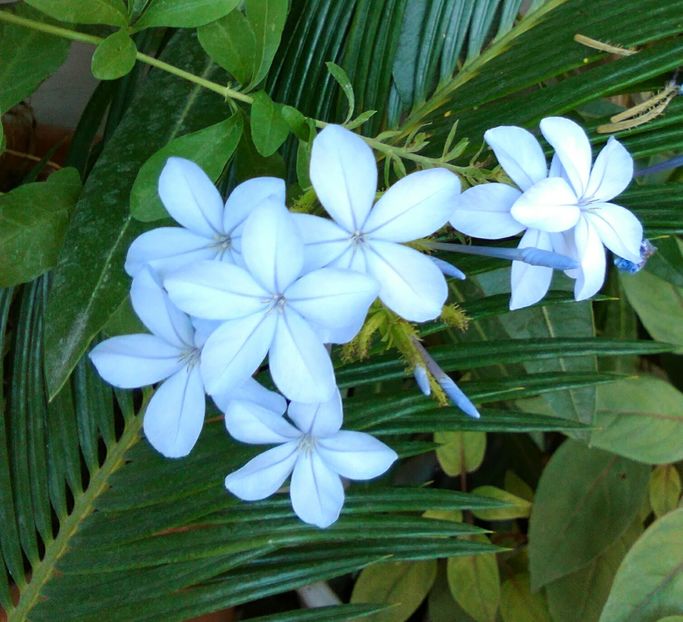 plumbago - Flori 2016