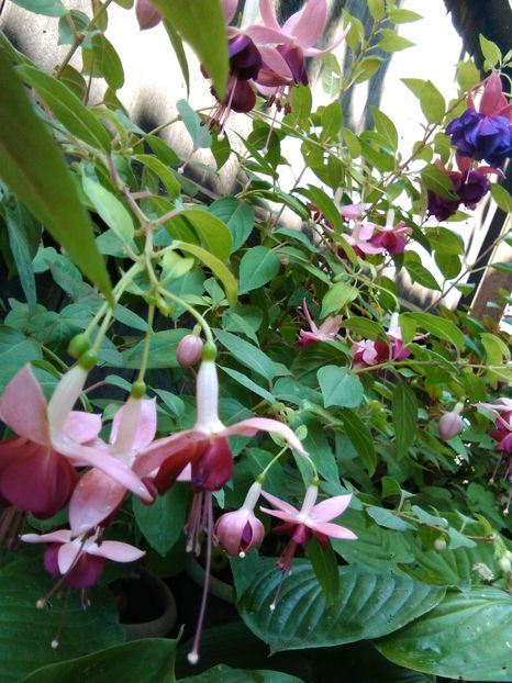 fuchsia - Flori 2016