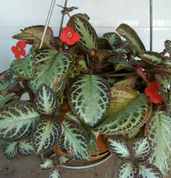 episcia - Flori 2016