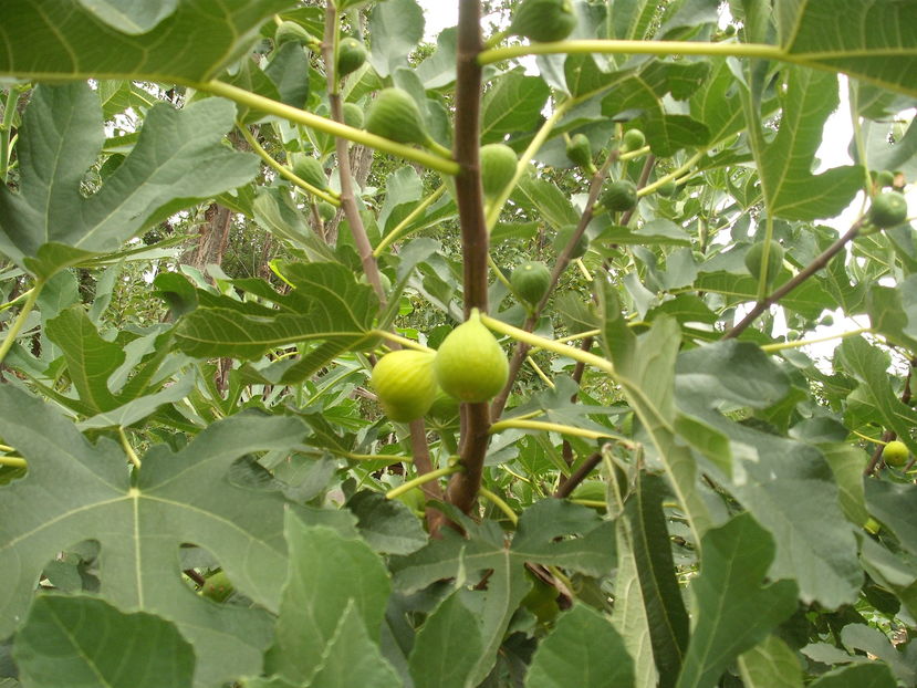  - Arbusti fructiferi