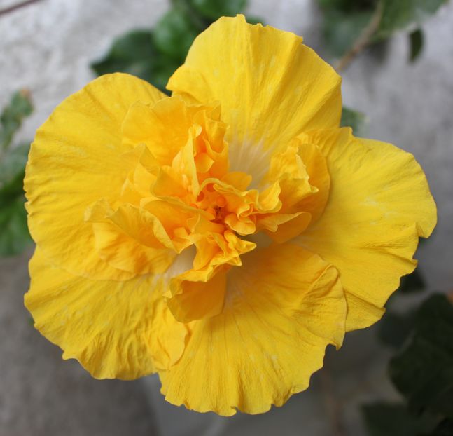 Hibiscus Harvest Moon - Hibiscus Harvest Moon