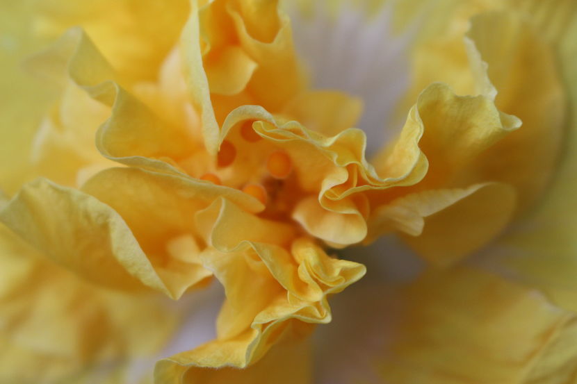 Hibiscus Harvest Moon