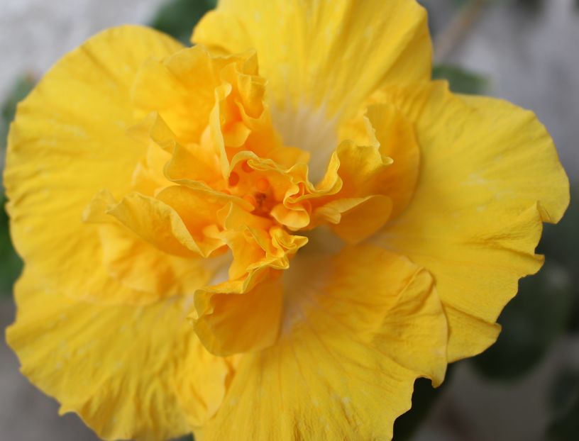 Hibiscus Harvest Moon