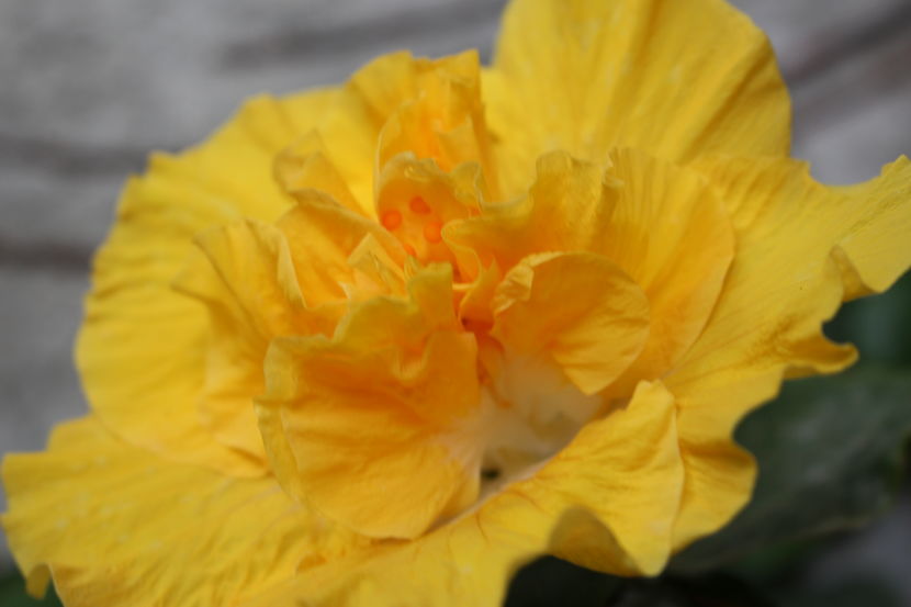 Hibiscus Harvest Moon