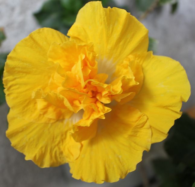 Hibiscus Harvest Moon - Hibiscus Harvest Moon