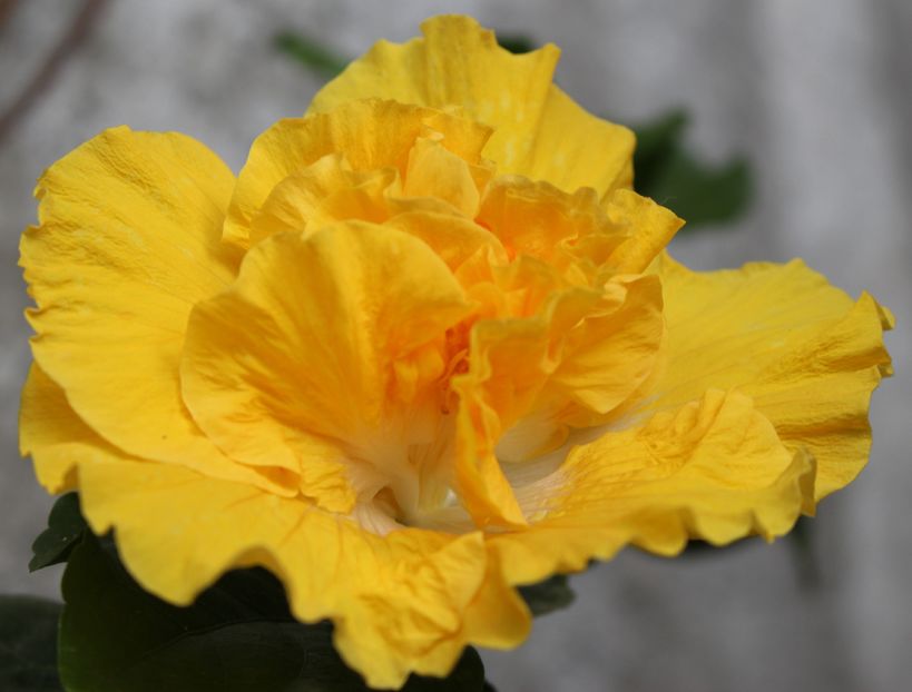 Hibiscus Harvest Moon - Hibiscus Harvest Moon