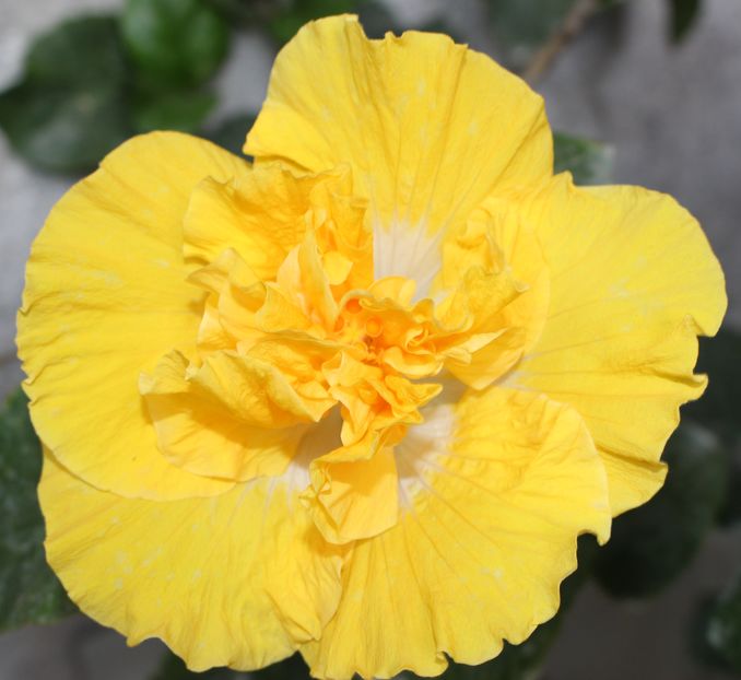 Hibiscus Harvest Moon