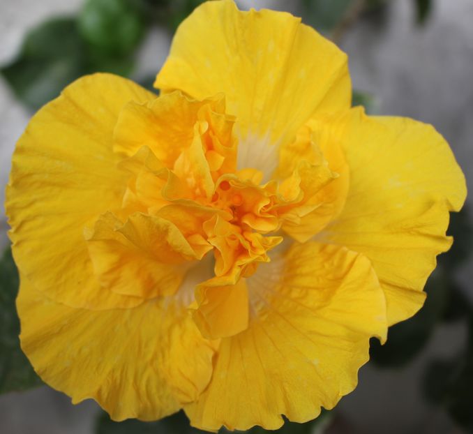 Hibiscus Harvest Moon