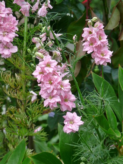 Delphinium anual - Delphinium