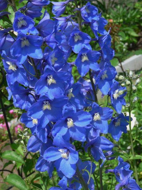 P1900135 - Delphinium