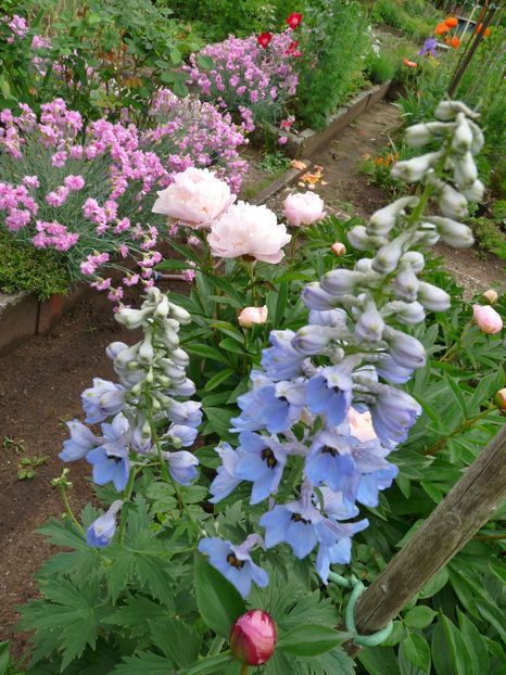 P1880133 - Delphinium