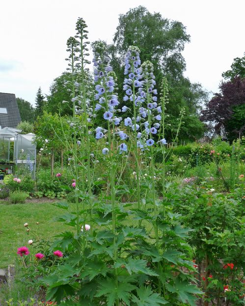 P1910545 - Delphinium