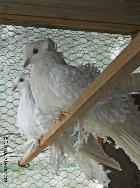 frumosi - Poze de arhiva porumbei albi