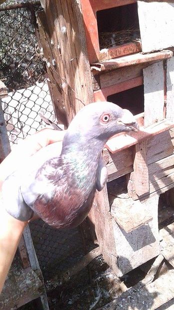 14111660_1066977220005372_1874099451_n