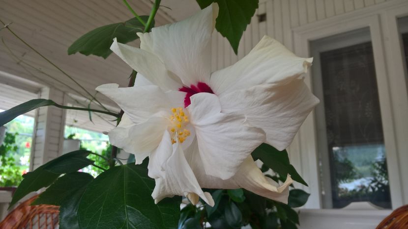  - Hibiscus Classic White