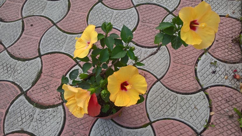  - Hibiscus Adonicus Yellow