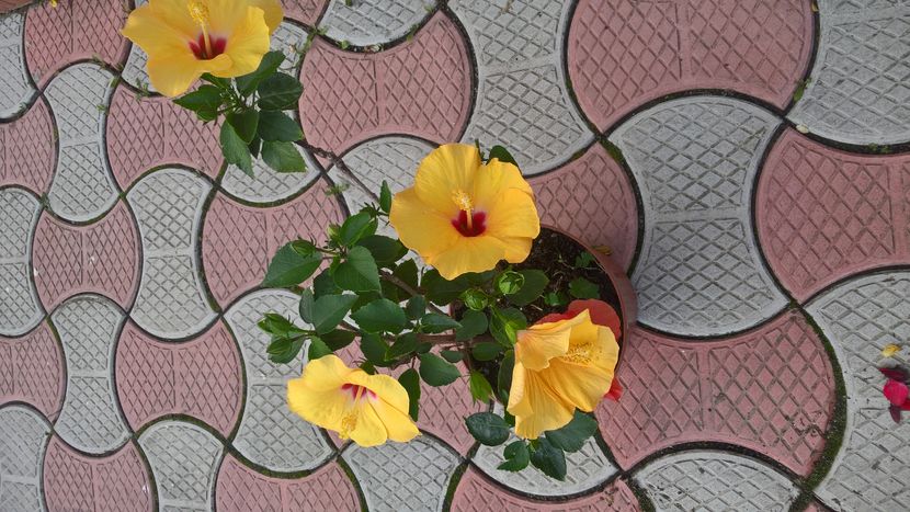  - Hibiscus Adonicus Yellow