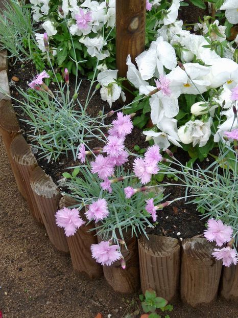 primul flor, simple roz; P1840916
