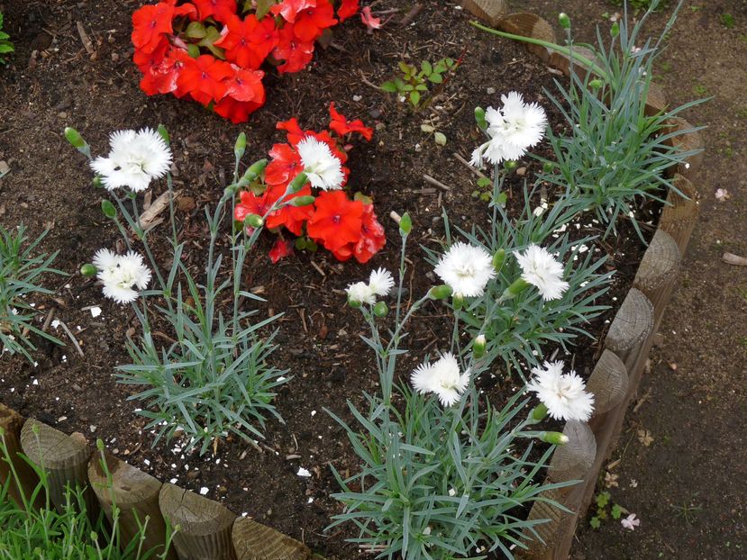 primul flor; P1880089
