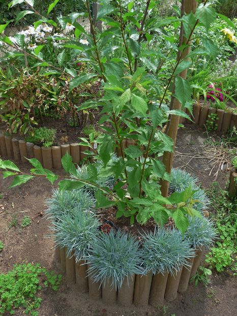 August, simple roz; P1980651
