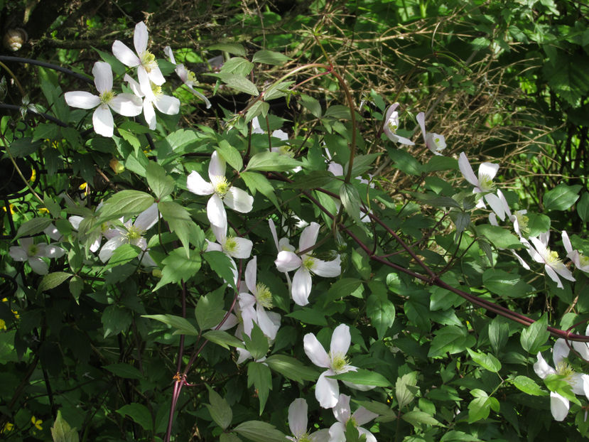 4 mai 2016 clematis Montana 2 - 2016 - My messy garden