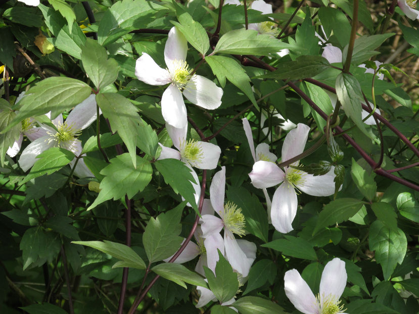 4 mai 2016 clematis Montana - 2016 - My messy garden