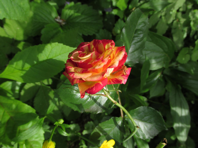 4 mai 2016 trandafir mini Dimov nr 13 a - 2016 - My messy garden