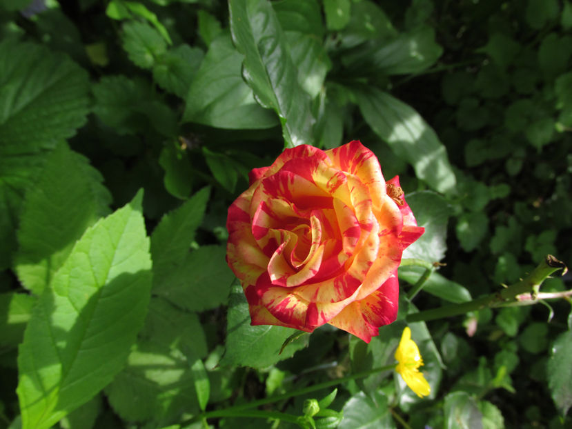 4 mai 2016 trandafir mini Dimov nr 13 - 2016 - My messy garden
