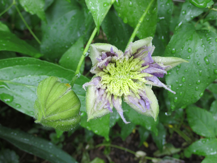 6 mai 2016 clematita Crystal Fountain - 2016 - My messy garden