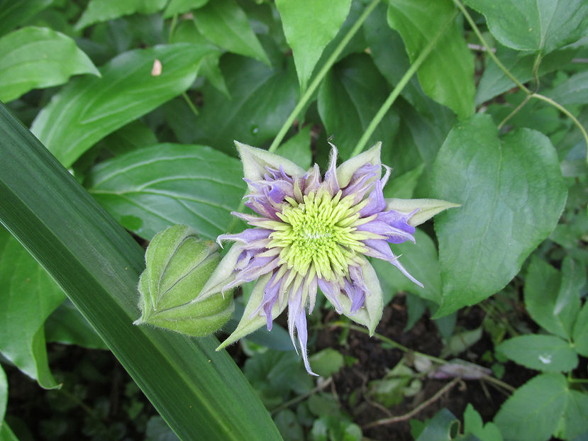 7 mai 2016 clematita Crystal Fountain