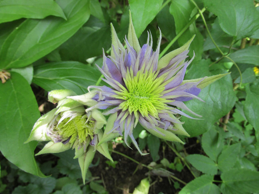 9 mai 2016 clematita Crystal Fountain