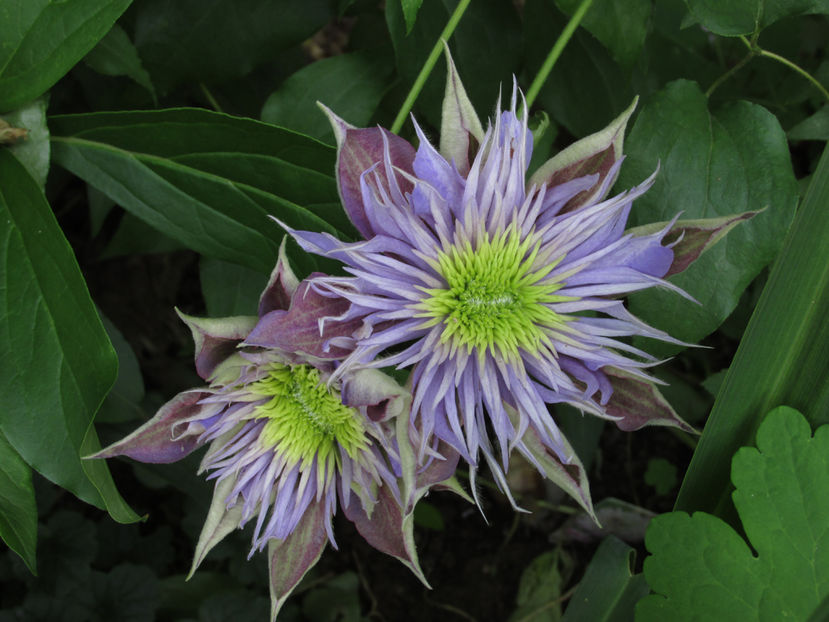 12 mai 2016 clematita Crystal Fountain