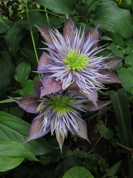 13 mai 2016 clematita Crystal Fountain