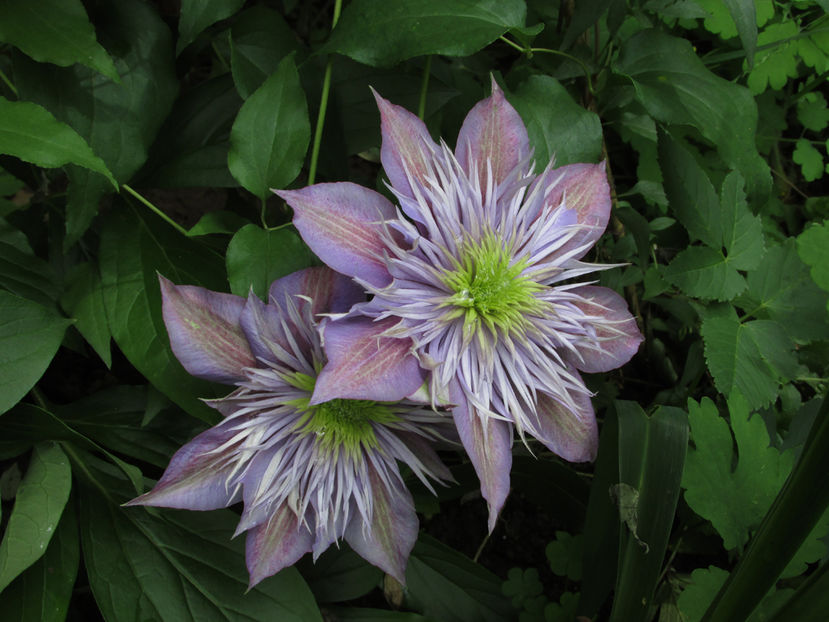 16 mai 2016 clematita Crystal Fountain
