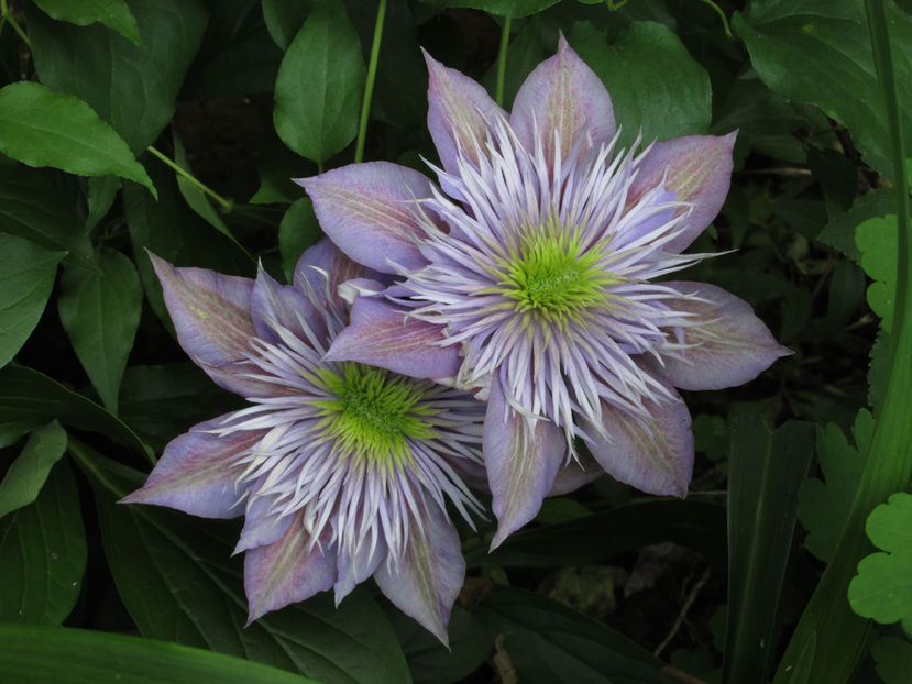 17 mai 2016 clematita Crystal Fountain
