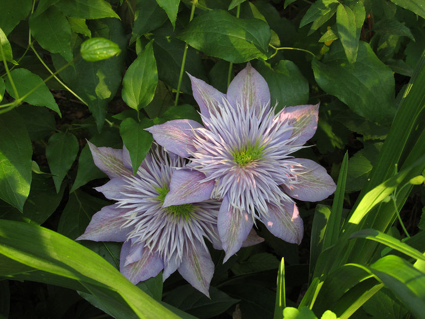 22 mai 2016 clematita Crystal Fountain