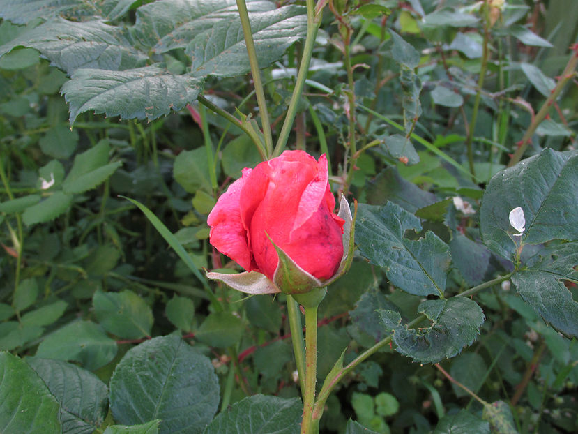 22 mai 2016 trandafir Mary Ann 1