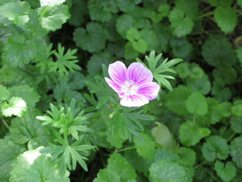 29 mai 2016 geranium Elke 1