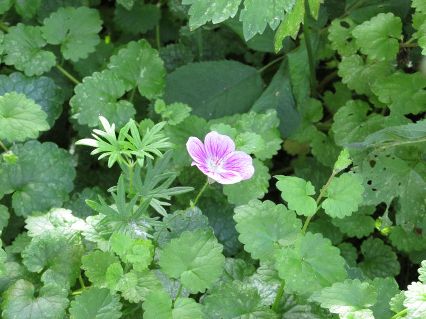 29 mai 2016 geranium Elke 2