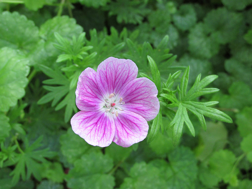 29 mai 2016 geranium Elke