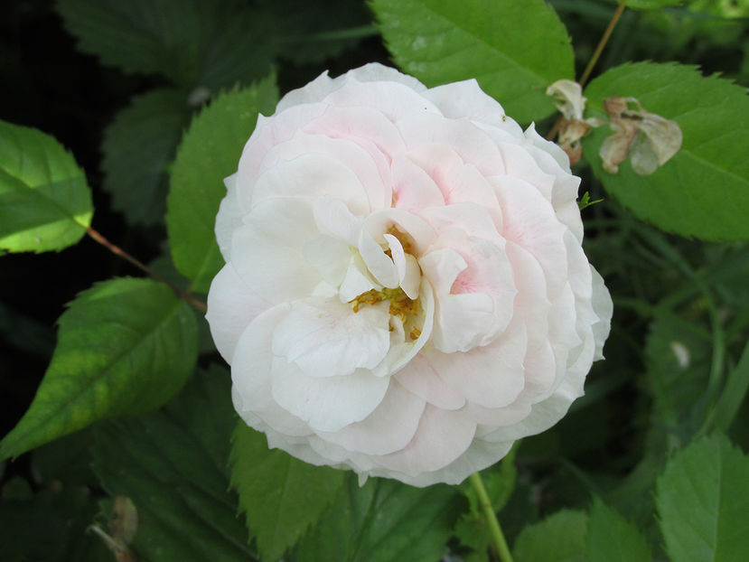 29 mai 2016 trandafir Kir Royal