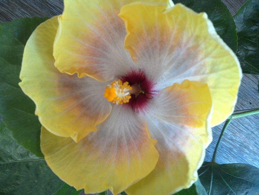 WIN_20160825_103446 (2) - 01Hibiscus