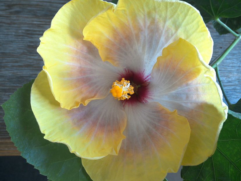 Fifth Dimension - 0Hibiscus in colectie infloriti